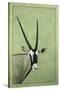 Gemsbok-James W. Johnson-Stretched Canvas