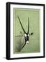 Gemsbok-James W. Johnson-Framed Giclee Print