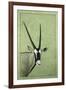 Gemsbok-James W. Johnson-Framed Giclee Print