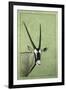 Gemsbok-James W. Johnson-Framed Giclee Print