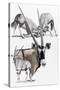 Gemsbok-Barbara Keith-Stretched Canvas