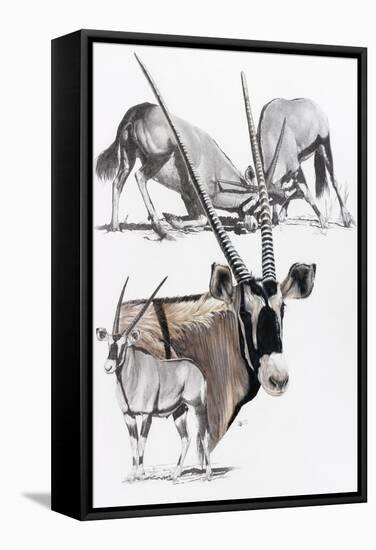 Gemsbok-Barbara Keith-Framed Stretched Canvas