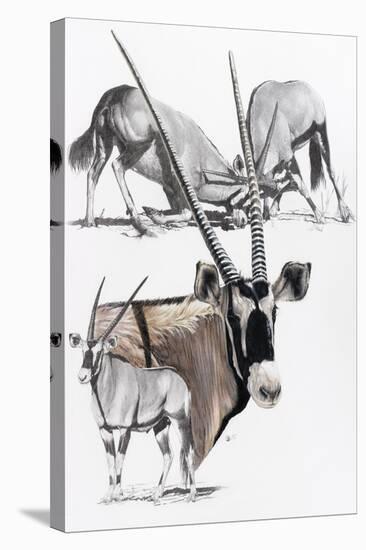 Gemsbok-Barbara Keith-Stretched Canvas