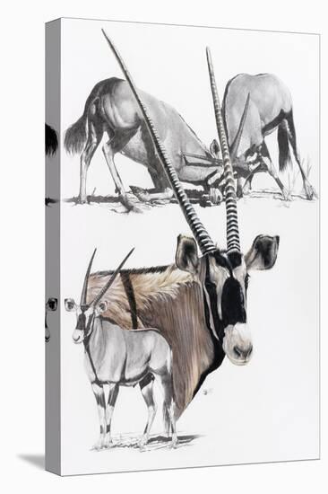 Gemsbok-Barbara Keith-Stretched Canvas