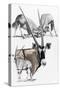 Gemsbok-Barbara Keith-Stretched Canvas