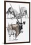 Gemsbok-Barbara Keith-Framed Giclee Print