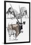 Gemsbok-Barbara Keith-Framed Giclee Print