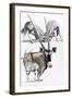 Gemsbok-Barbara Keith-Framed Giclee Print