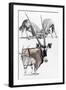 Gemsbok-Barbara Keith-Framed Giclee Print