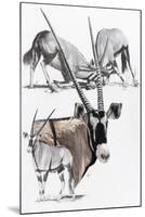 Gemsbok-Barbara Keith-Mounted Giclee Print