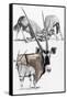 Gemsbok-Barbara Keith-Framed Stretched Canvas