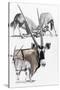 Gemsbok-Barbara Keith-Stretched Canvas