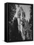 "Gen. Grant's" Sequoia Tree in King's Canyon National Park-J^ R^ Eyerman-Framed Stretched Canvas