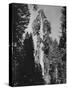 "Gen. Grant's" Sequoia Tree in King's Canyon National Park-J^ R^ Eyerman-Stretched Canvas