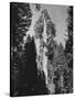 "Gen. Grant's" Sequoia Tree in King's Canyon National Park-J^ R^ Eyerman-Stretched Canvas