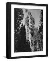 "Gen. Grant's" Sequoia Tree in King's Canyon National Park-J^ R^ Eyerman-Framed Photographic Print