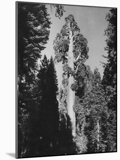 "Gen. Grant's" Sequoia Tree in King's Canyon National Park-J^ R^ Eyerman-Mounted Photographic Print