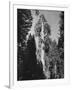 "Gen. Grant's" Sequoia Tree in King's Canyon National Park-J^ R^ Eyerman-Framed Photographic Print