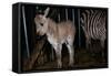 Gene Spliced Zebra and Donkey Specimen-Masaharu Hatano-Framed Stretched Canvas