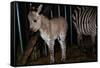 Gene Spliced Zebra and Donkey Specimen-Masaharu Hatano-Framed Stretched Canvas