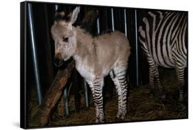 Gene Spliced Zebra and Donkey Specimen-Masaharu Hatano-Framed Stretched Canvas