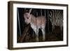 Gene Spliced Zebra and Donkey Specimen-Masaharu Hatano-Framed Photographic Print