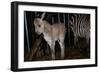 Gene Spliced Zebra and Donkey Specimen-Masaharu Hatano-Framed Photographic Print