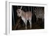 Gene Spliced Zebra and Donkey Specimen-Masaharu Hatano-Framed Photographic Print