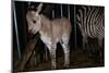 Gene Spliced Zebra and Donkey Specimen-Masaharu Hatano-Mounted Photographic Print