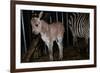Gene Spliced Zebra and Donkey Specimen-Masaharu Hatano-Framed Photographic Print
