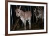 Gene Spliced Zebra and Donkey Specimen-Masaharu Hatano-Framed Photographic Print