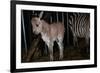 Gene Spliced Zebra and Donkey Specimen-Masaharu Hatano-Framed Photographic Print