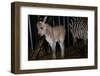 Gene Spliced Zebra and Donkey Specimen-Masaharu Hatano-Framed Photographic Print