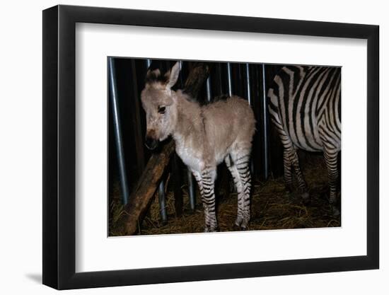 Gene Spliced Zebra and Donkey Specimen-Masaharu Hatano-Framed Photographic Print