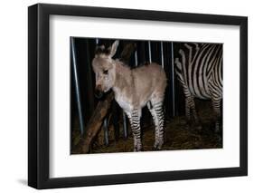 Gene Spliced Zebra and Donkey Specimen-Masaharu Hatano-Framed Photographic Print