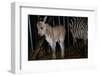 Gene Spliced Zebra and Donkey Specimen-Masaharu Hatano-Framed Photographic Print