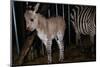 Gene Spliced Zebra and Donkey Specimen-Masaharu Hatano-Mounted Photographic Print