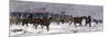 General Custer's Cavalry Marching to Attack a Cheyenne Village on the Great Plains, 1868-null-Mounted Giclee Print