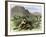 General Custer's Scout Surrounded by Hostile Arapahoes in the Black Hills, Dakota Territory, c.1874-null-Framed Giclee Print