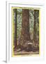 General Fremont, Big Tree, Santa Cruz, California-null-Framed Art Print