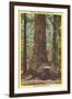 General Fremont, Big Tree, Santa Cruz, California-null-Framed Art Print
