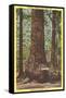 General Fremont, Big Tree, Santa Cruz, California-null-Framed Stretched Canvas