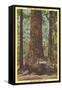 General Fremont, Big Tree, Santa Cruz, California-null-Framed Stretched Canvas