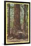 General Fremont, Big Tree, Santa Cruz, California-null-Framed Art Print