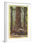 General Fremont, Big Tree, Santa Cruz, California-null-Framed Art Print