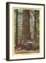 General Fremont, Big Tree, Santa Cruz, California-null-Framed Art Print