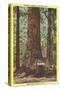 General Fremont, Big Tree, Santa Cruz, California-null-Stretched Canvas