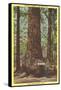 General Fremont, Big Tree, Santa Cruz, California-null-Framed Stretched Canvas