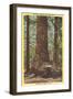 General Fremont, Big Tree, Santa Cruz, California-null-Framed Art Print