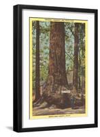 General Fremont, Big Tree, Santa Cruz, California-null-Framed Art Print